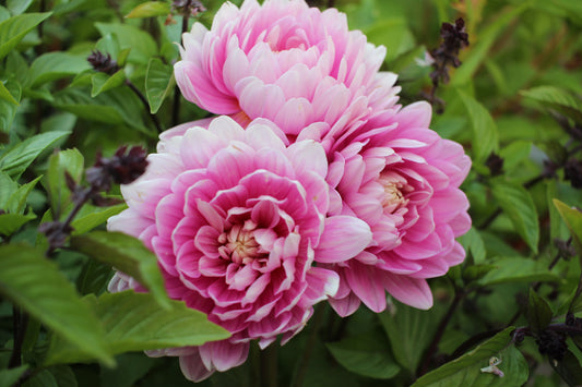 Hollyhill Pink Parfait