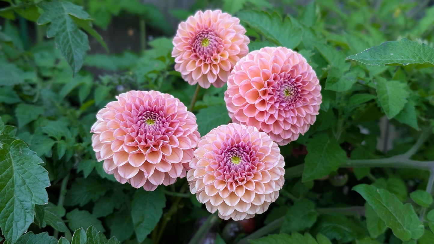 Boho Rose