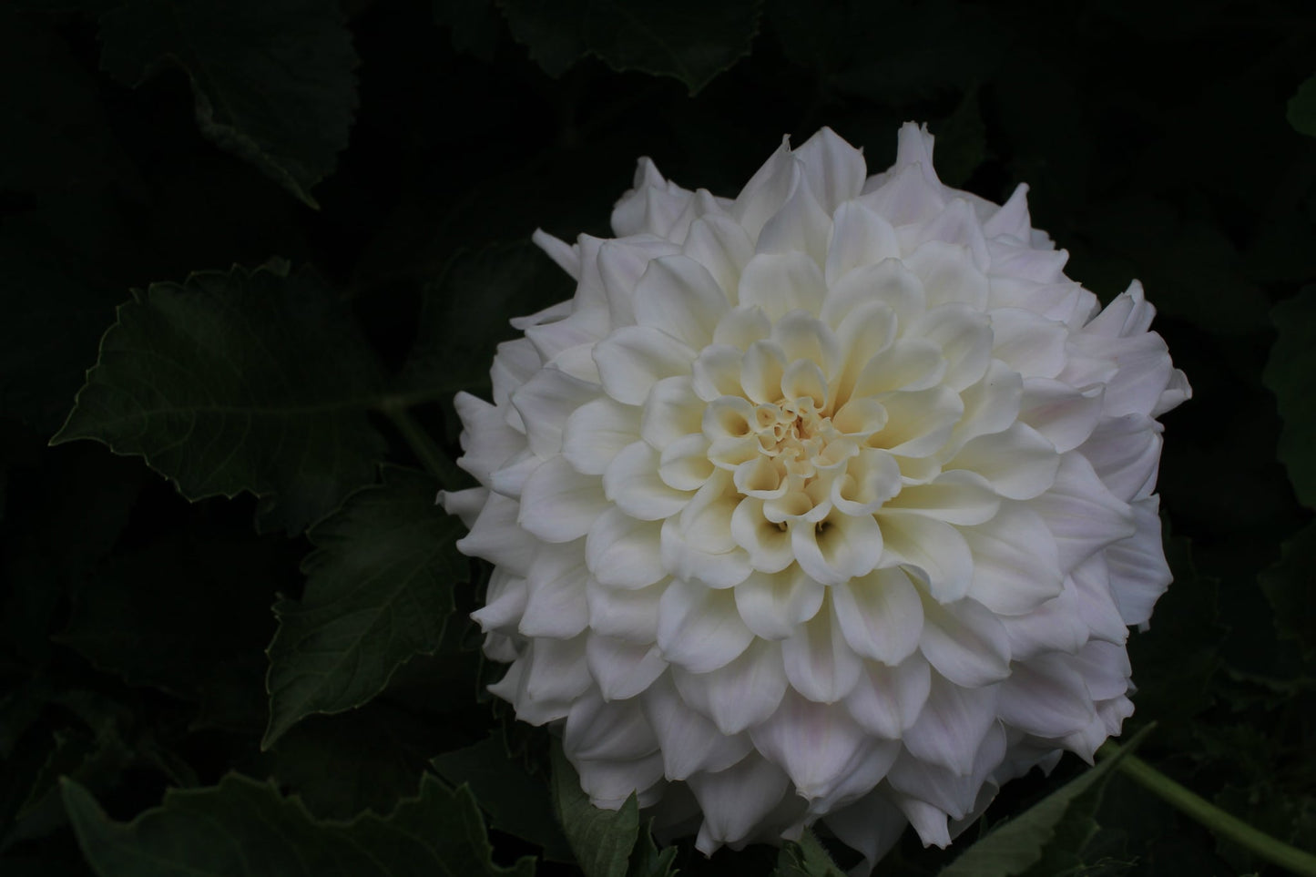 Irish Ruffles
