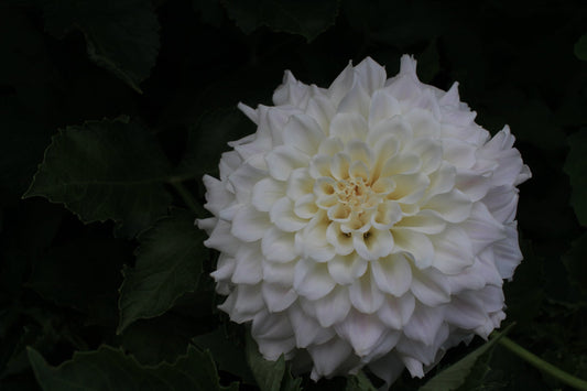 Irish Ruffles