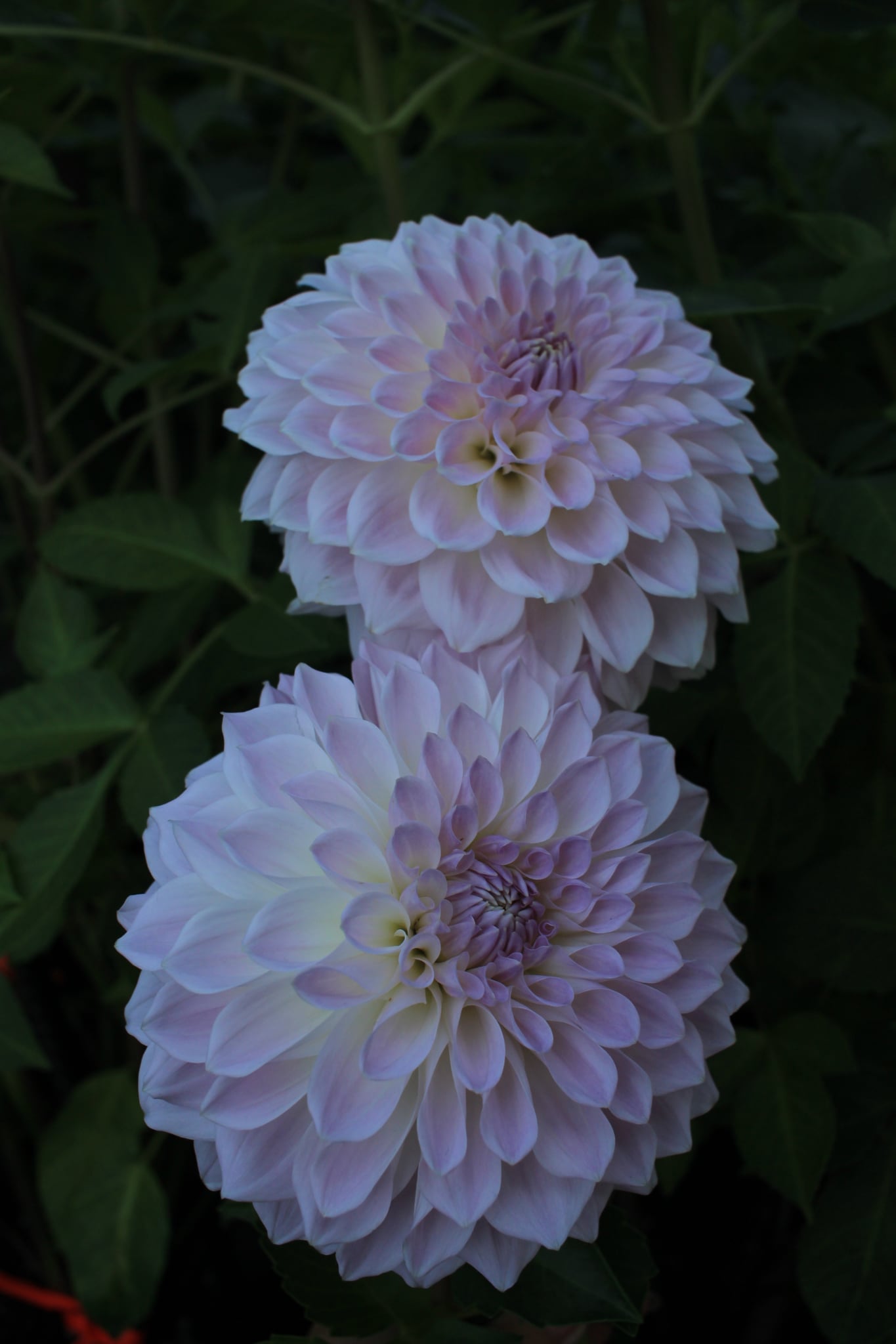 Lakeview Premier