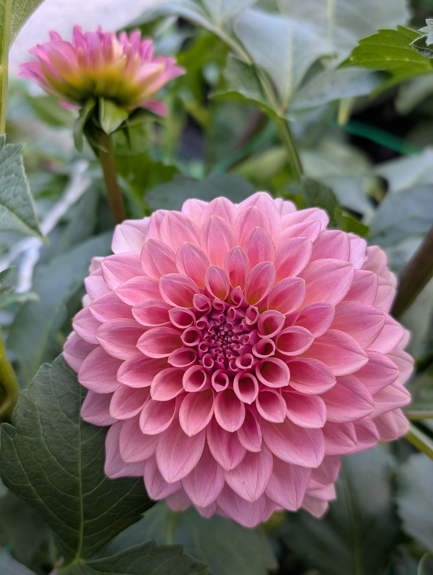 Levi's Blue Smoke (Limit ONE)