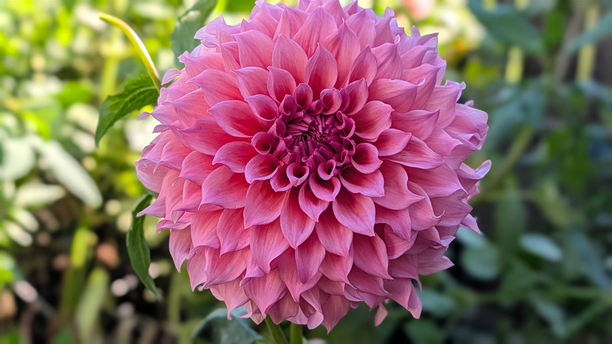 Wyn's Pink Pearl