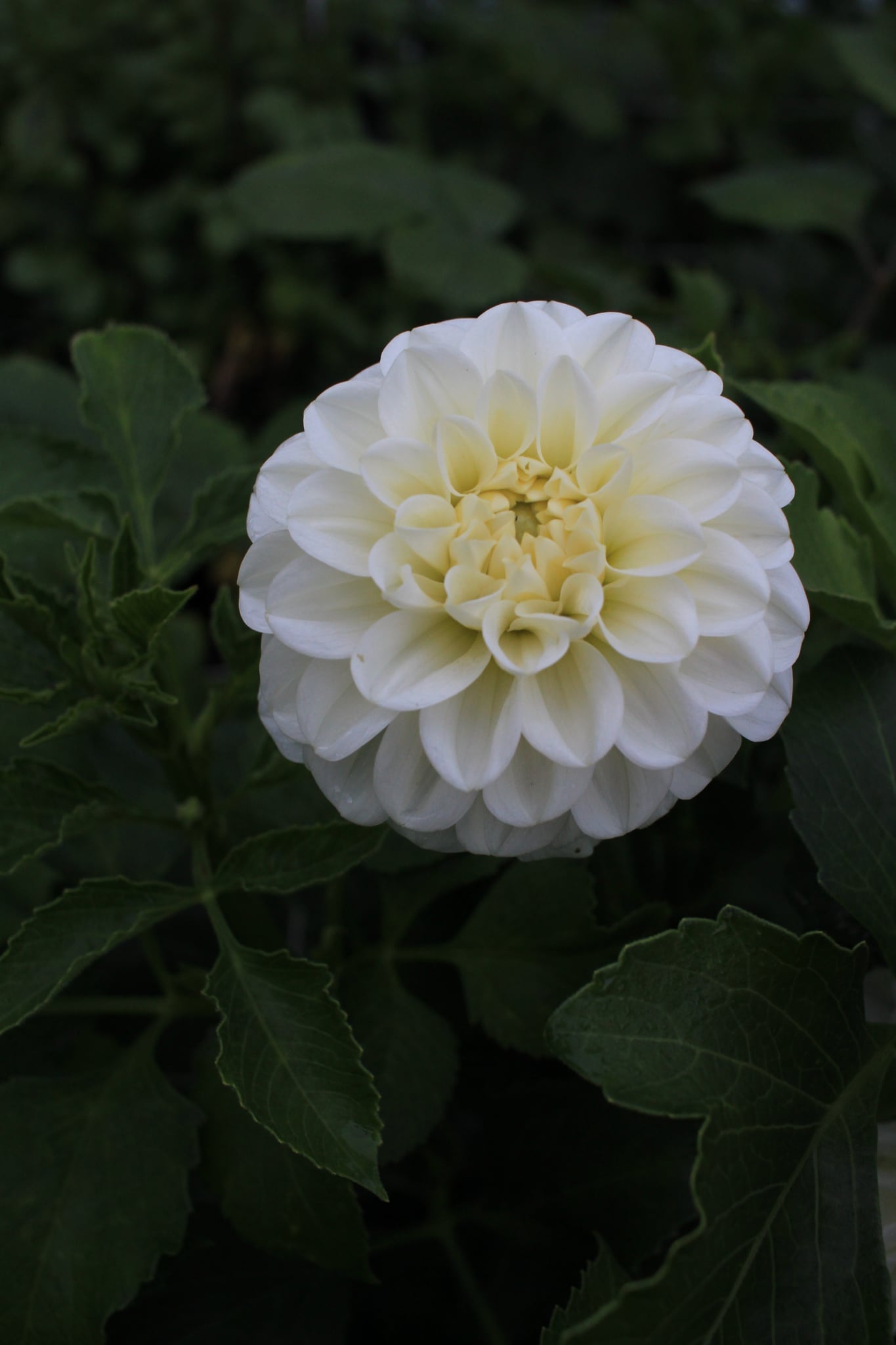 Ferncliff KeyLime