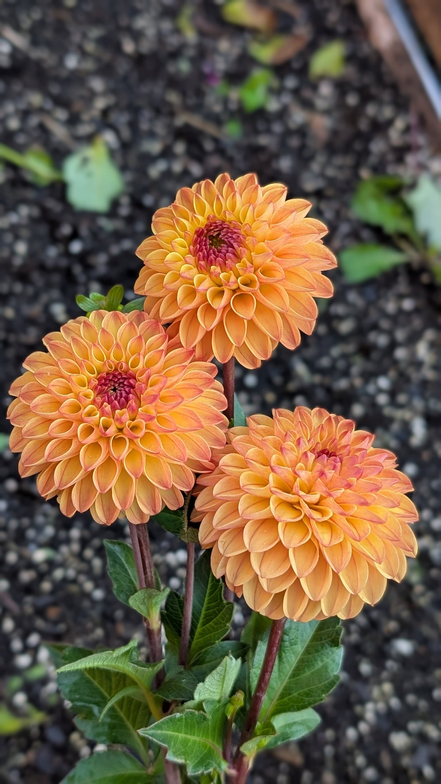Clearview Butterscotch