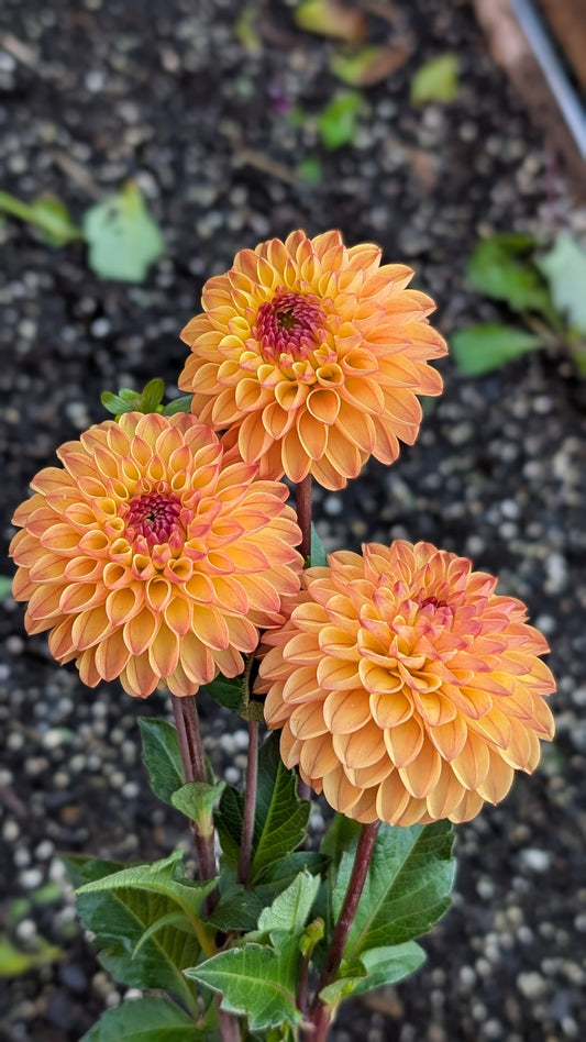 Clearview Butterscotch