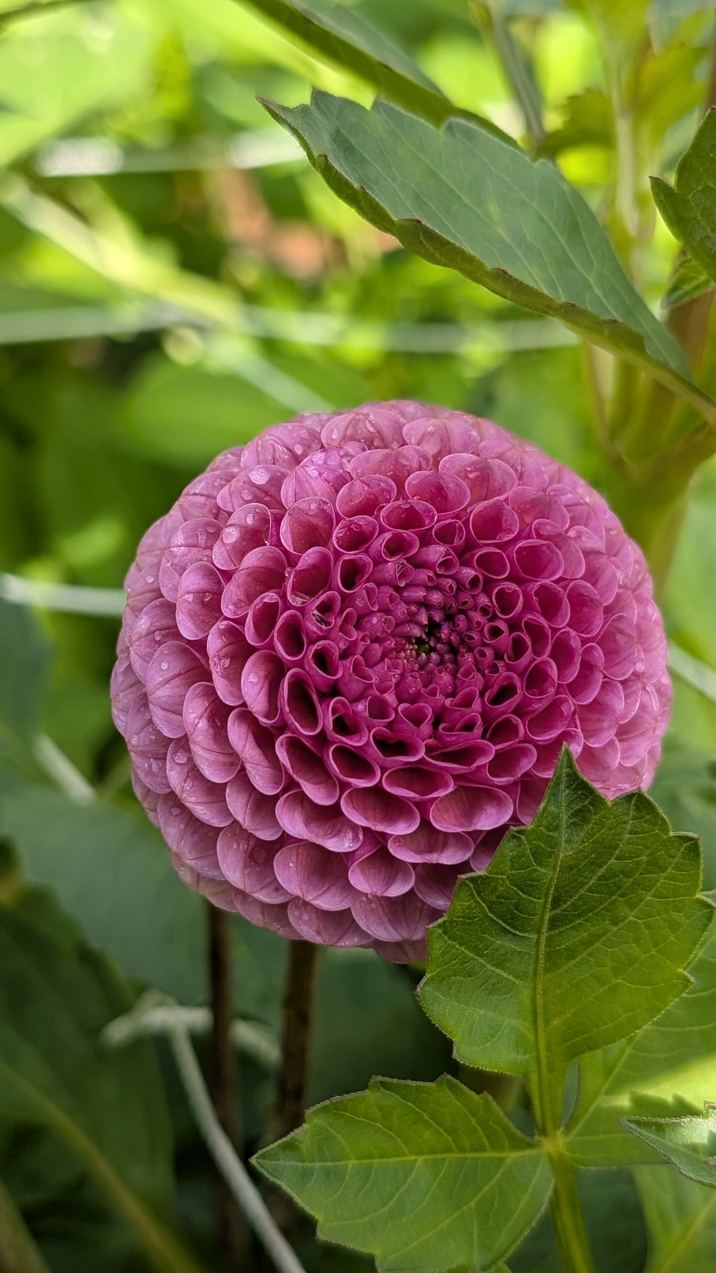 Koko Puff