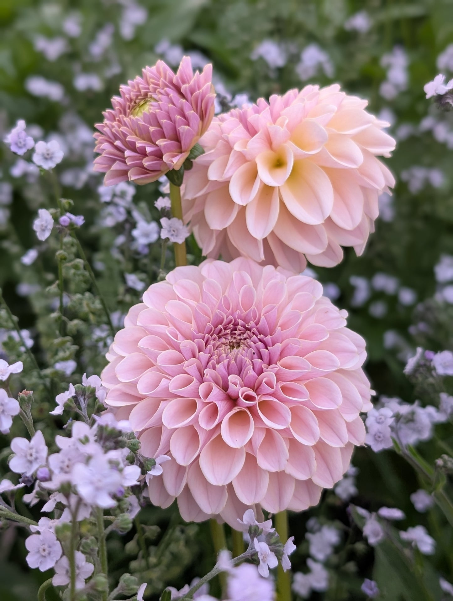 Cinder Rose (Limit ONE)