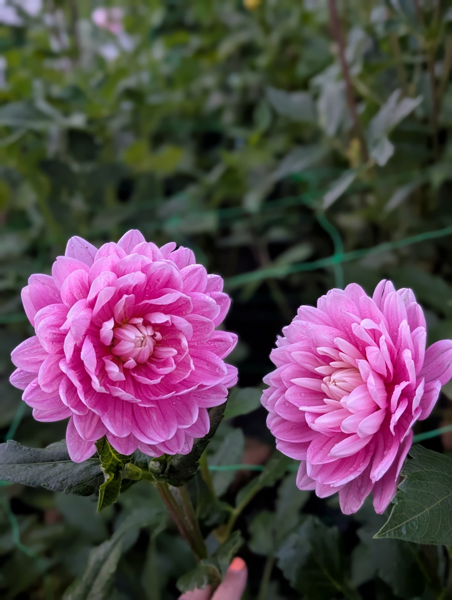 Hollyhill Pink Parfait