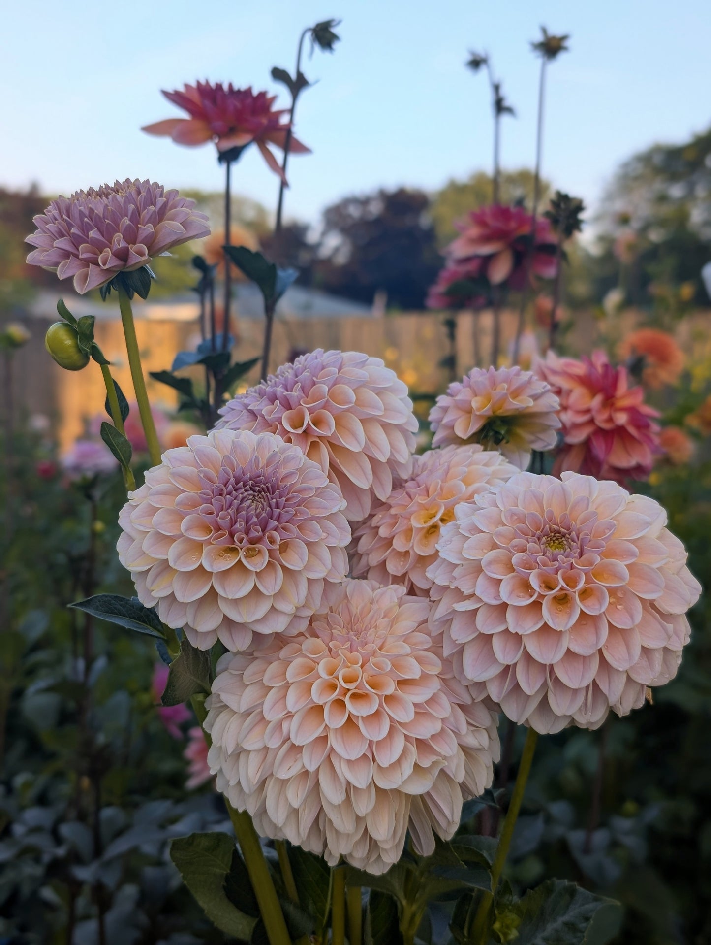 Cinder Rose (Limit ONE)