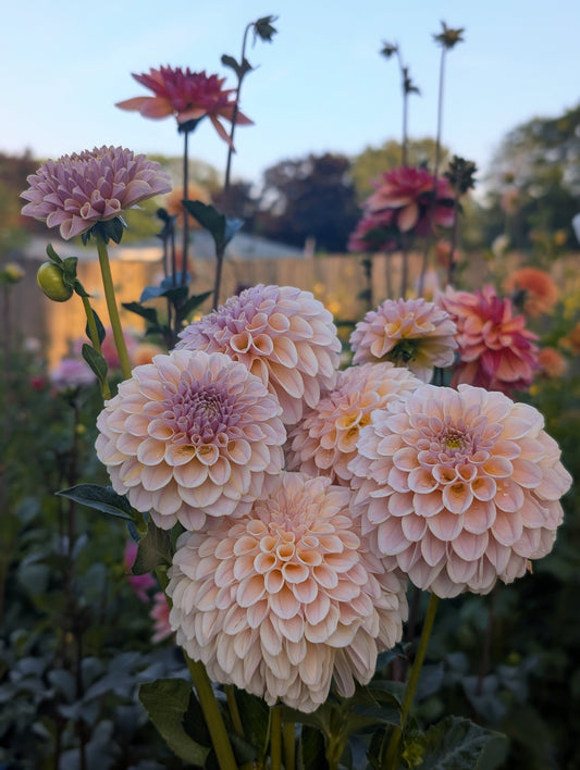 Cinder Rose (Limit ONE)