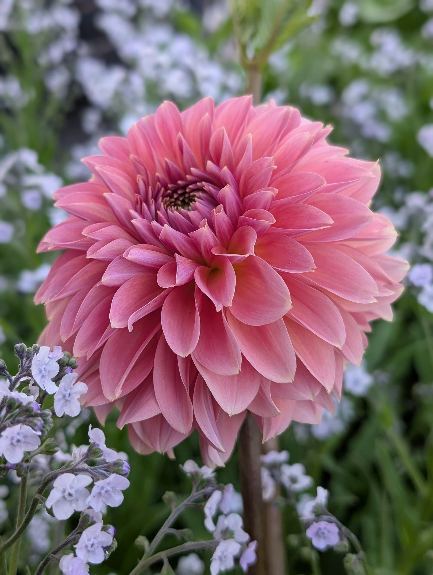 Clearview Pataha (Limit ONE)