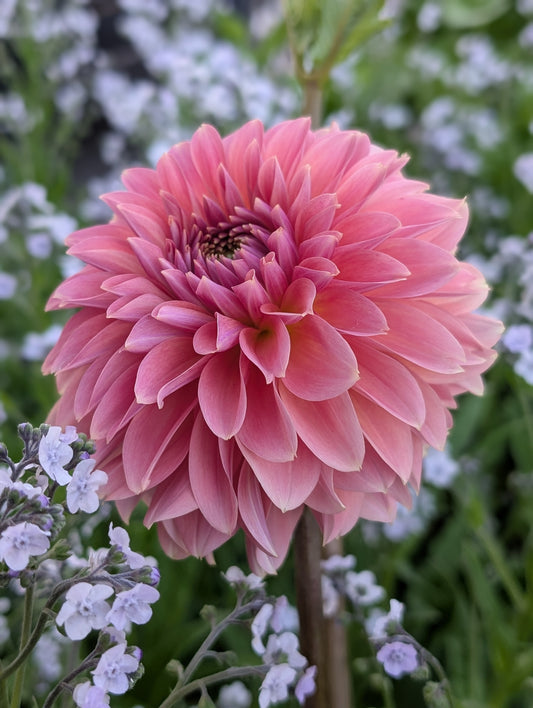 Clearview Pataha (Limit ONE)