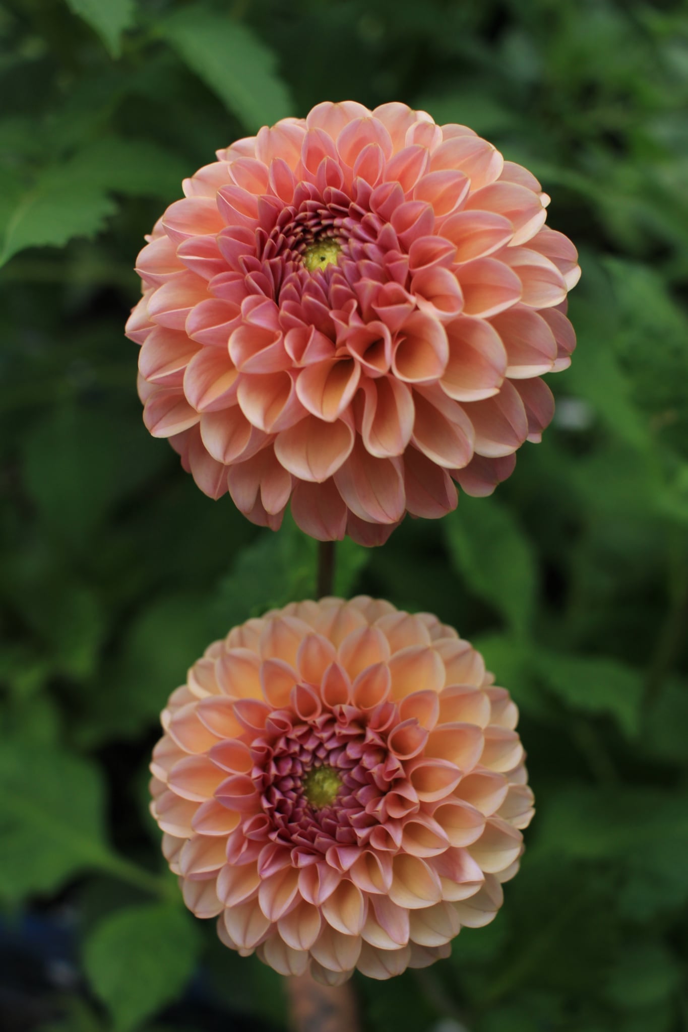 Boho Rose