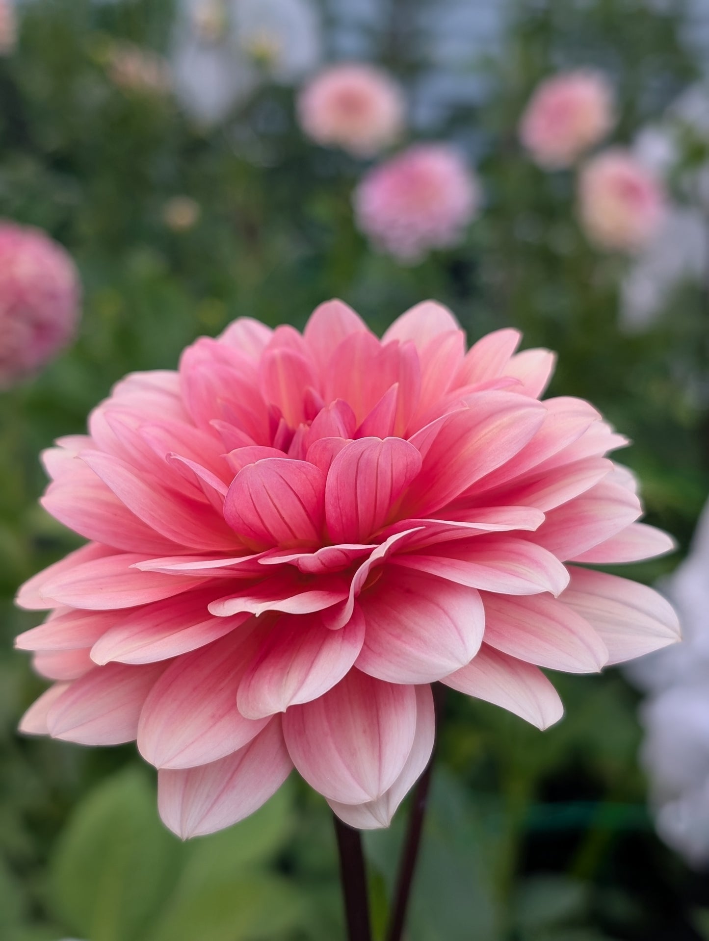 Lee's Papaya (Limit ONE)