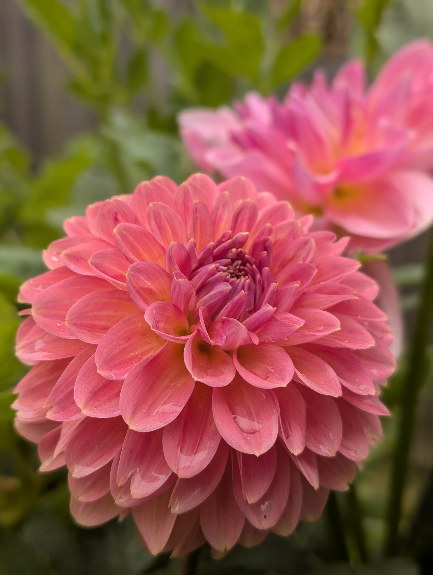 Clearview Pataha (Limit ONE)