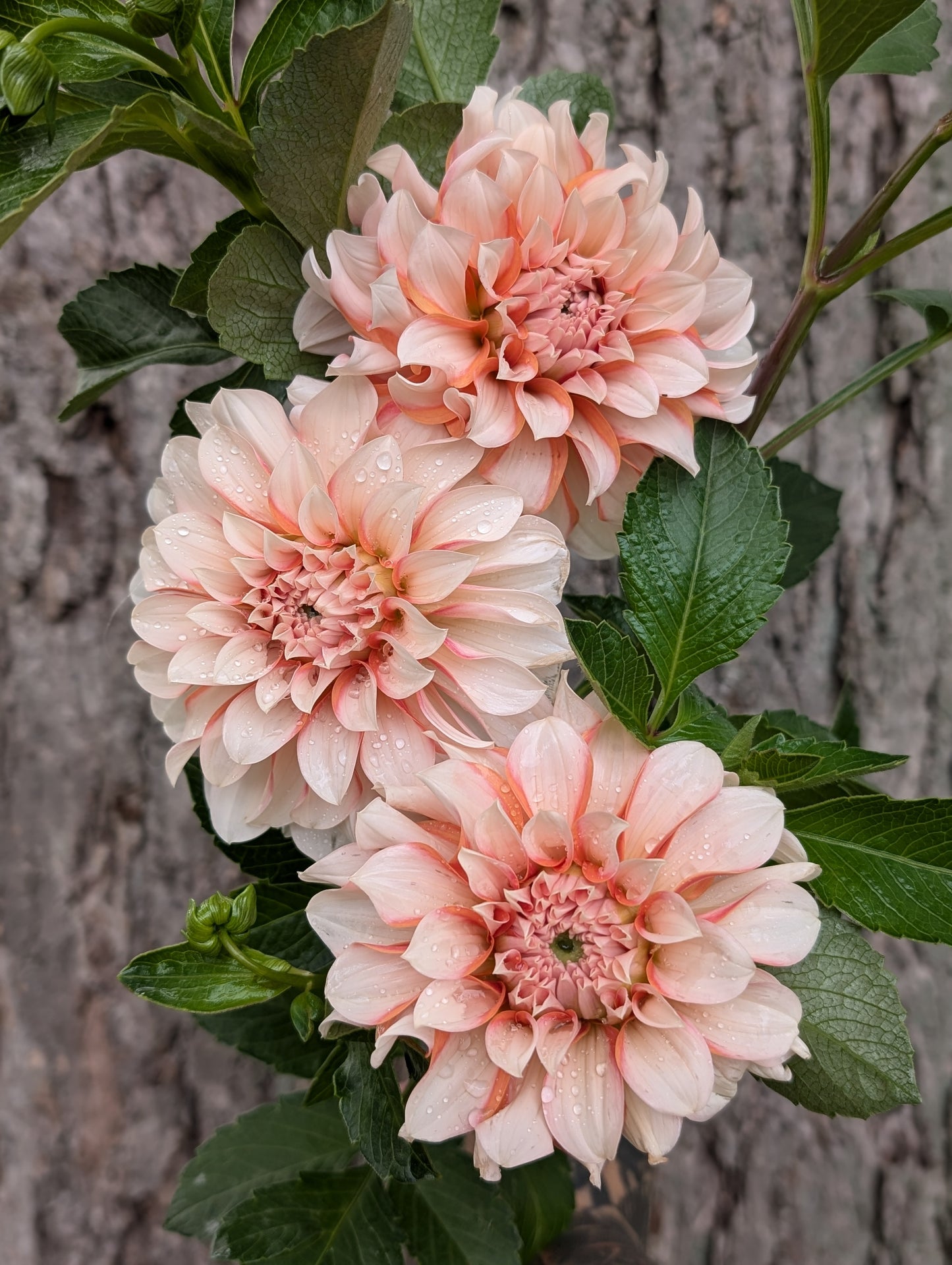 Lee's Chloe (LIMIT ONE)