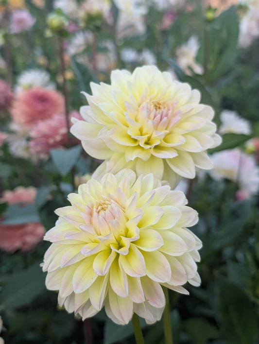 Lee's Cookie (Limit ONE)