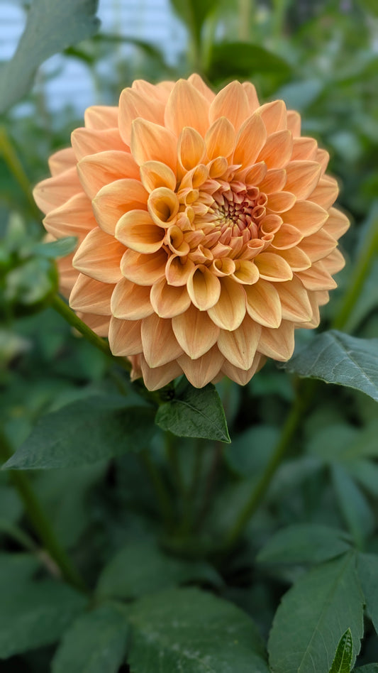 Glenarie Honey Pie