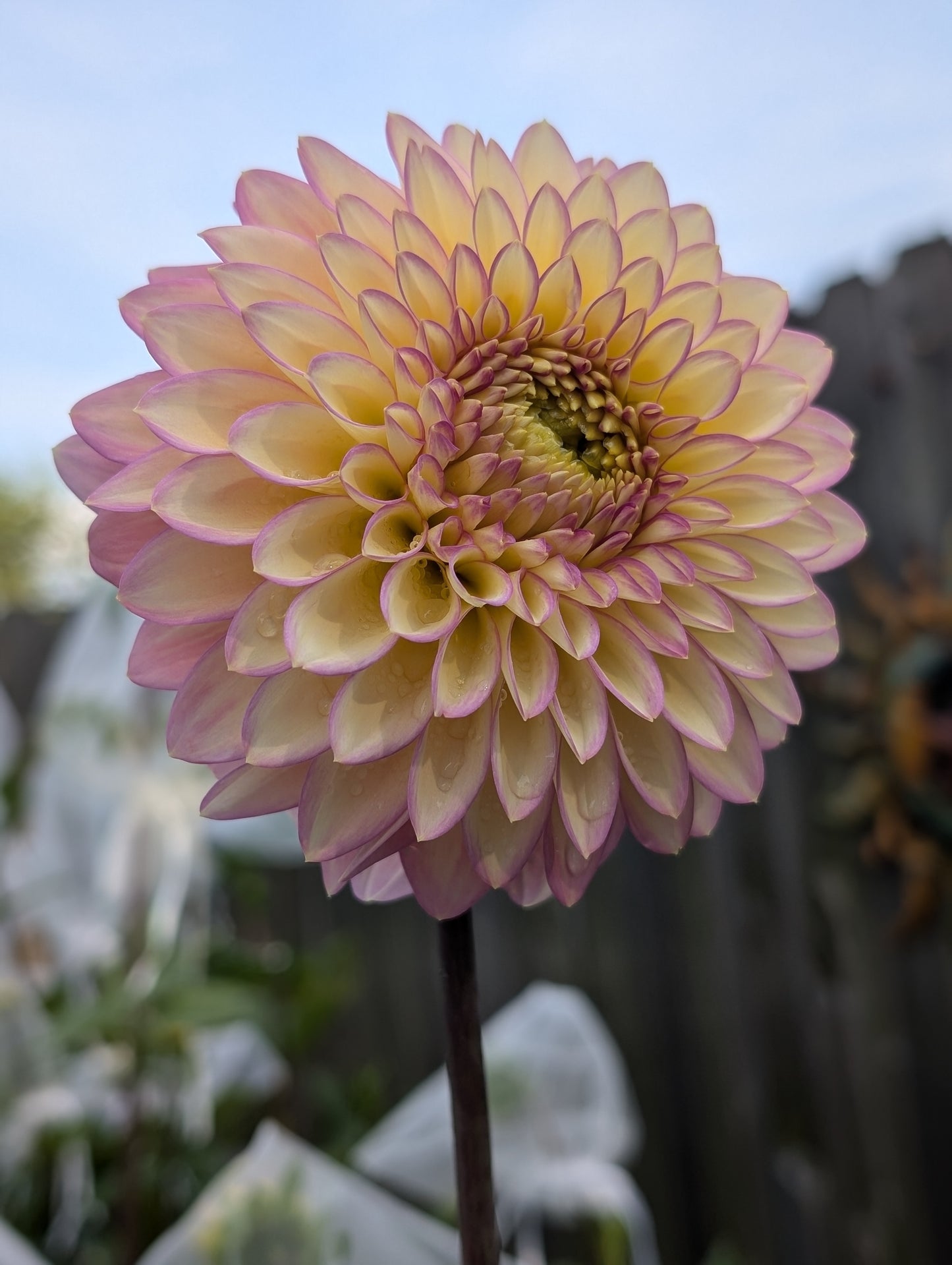 Bloomquist Blush