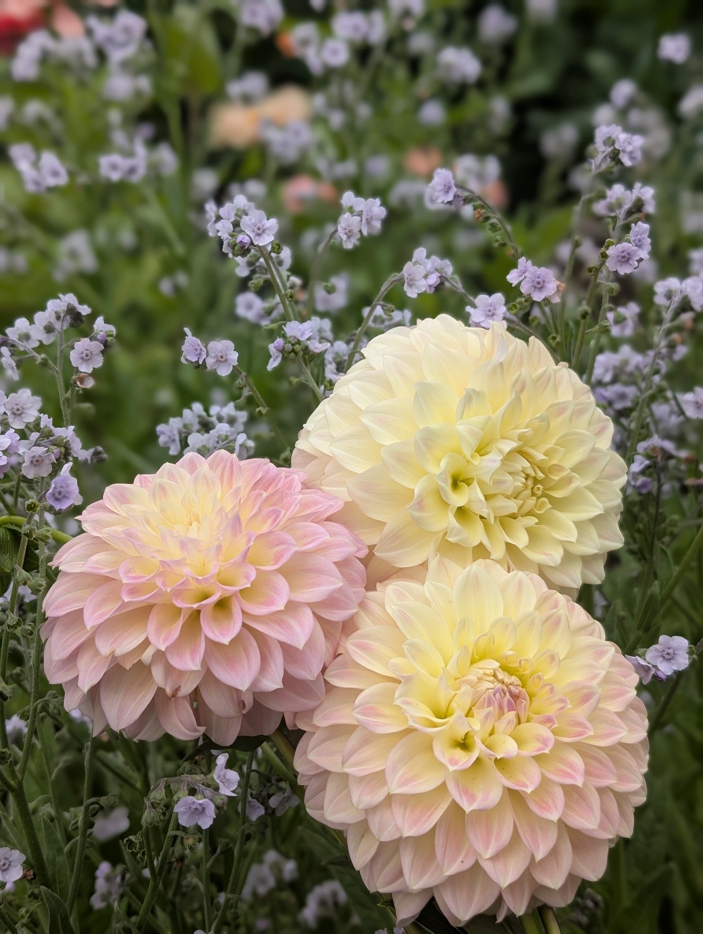 Coorabell Astrid (Limit ONE)