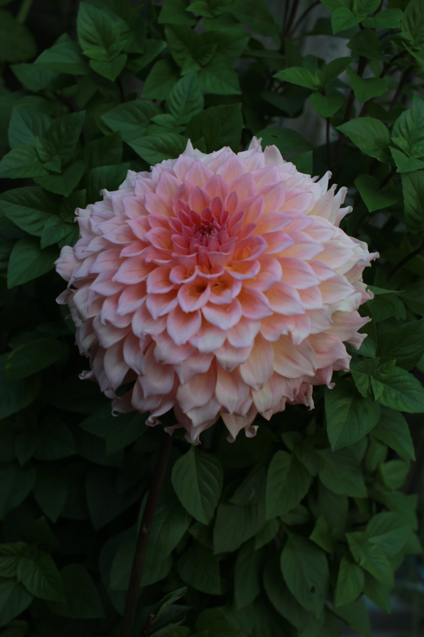 Lee's Pink Grapefruit
