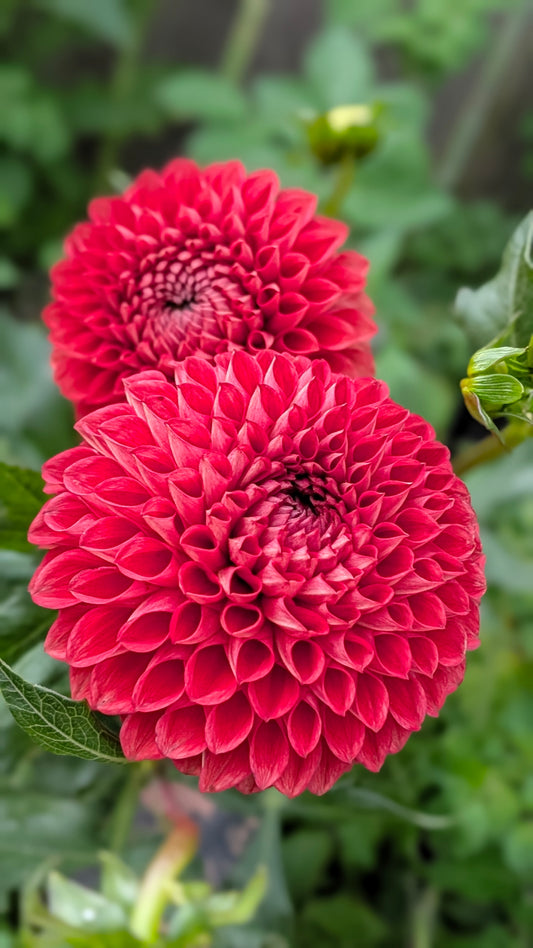 Blooming Heart's Italian Pacemaker