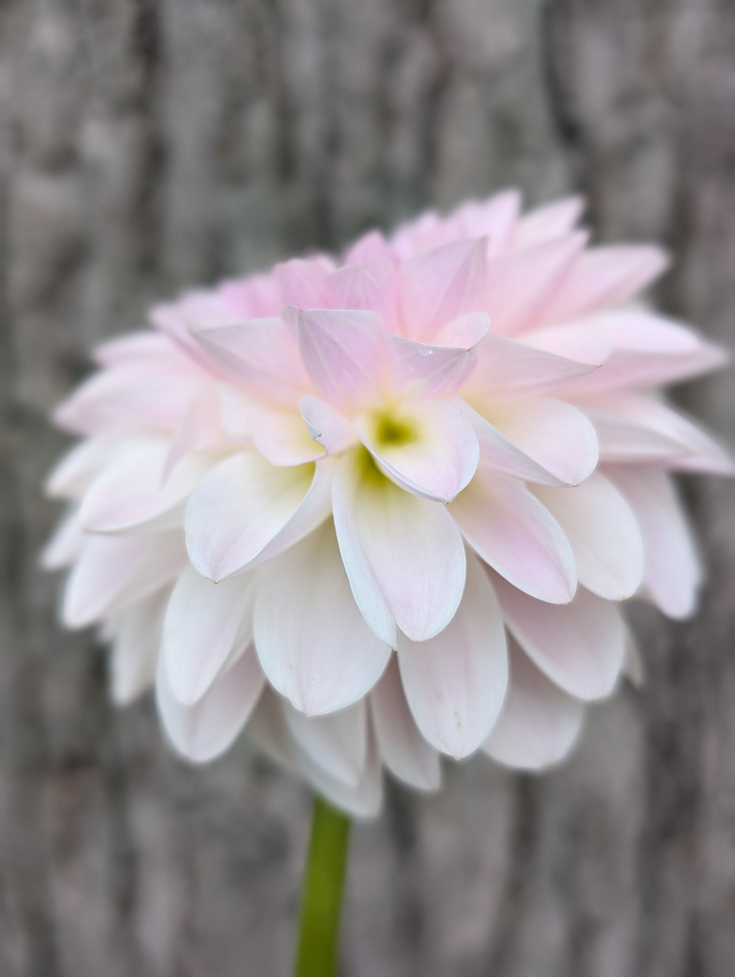 Tahoma Stellar Feller