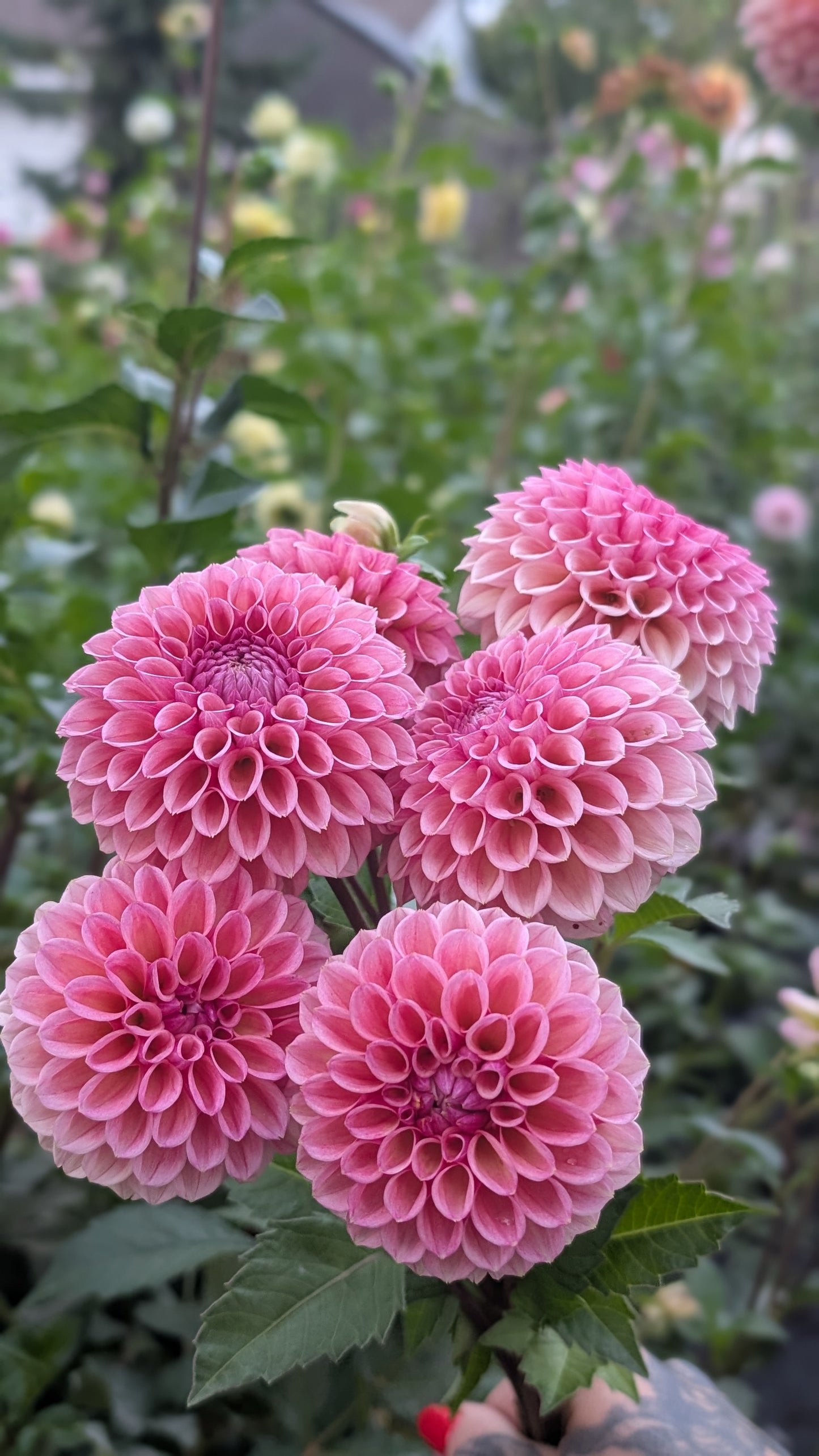 Bracken Rose (US Version)