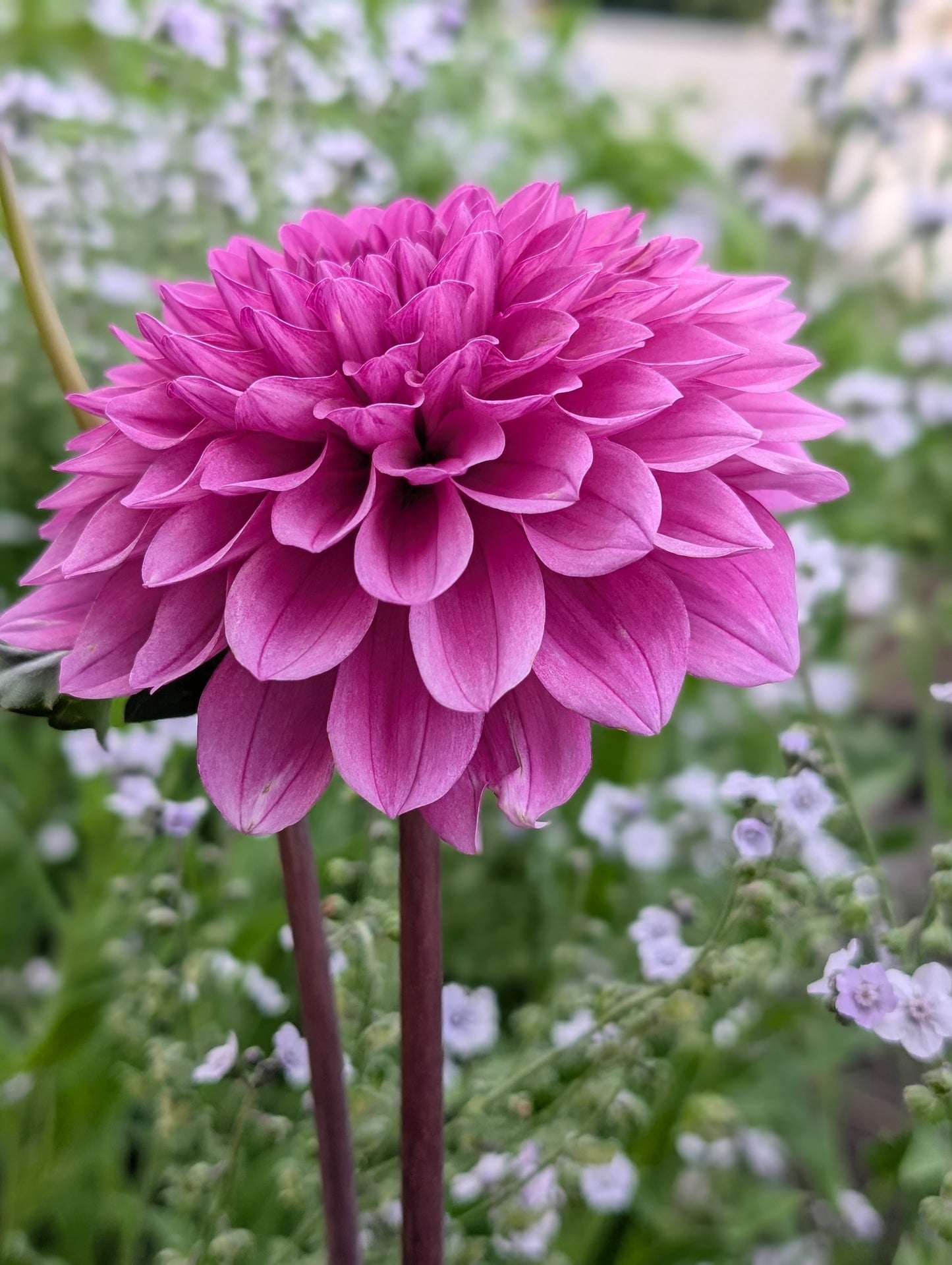 Lee's Flute Loop Lilac (LIMIT ONE)