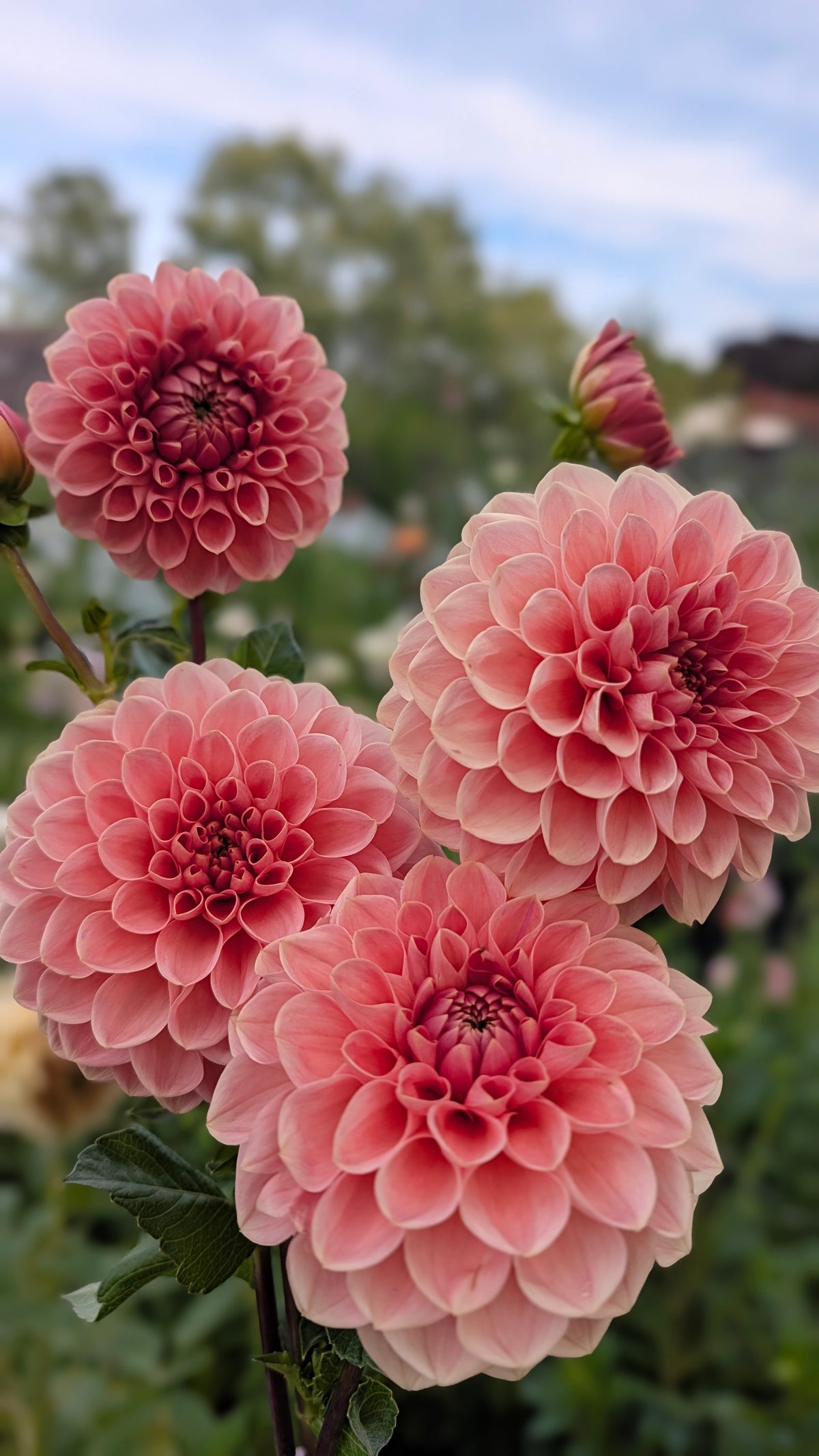 Peachy Parade