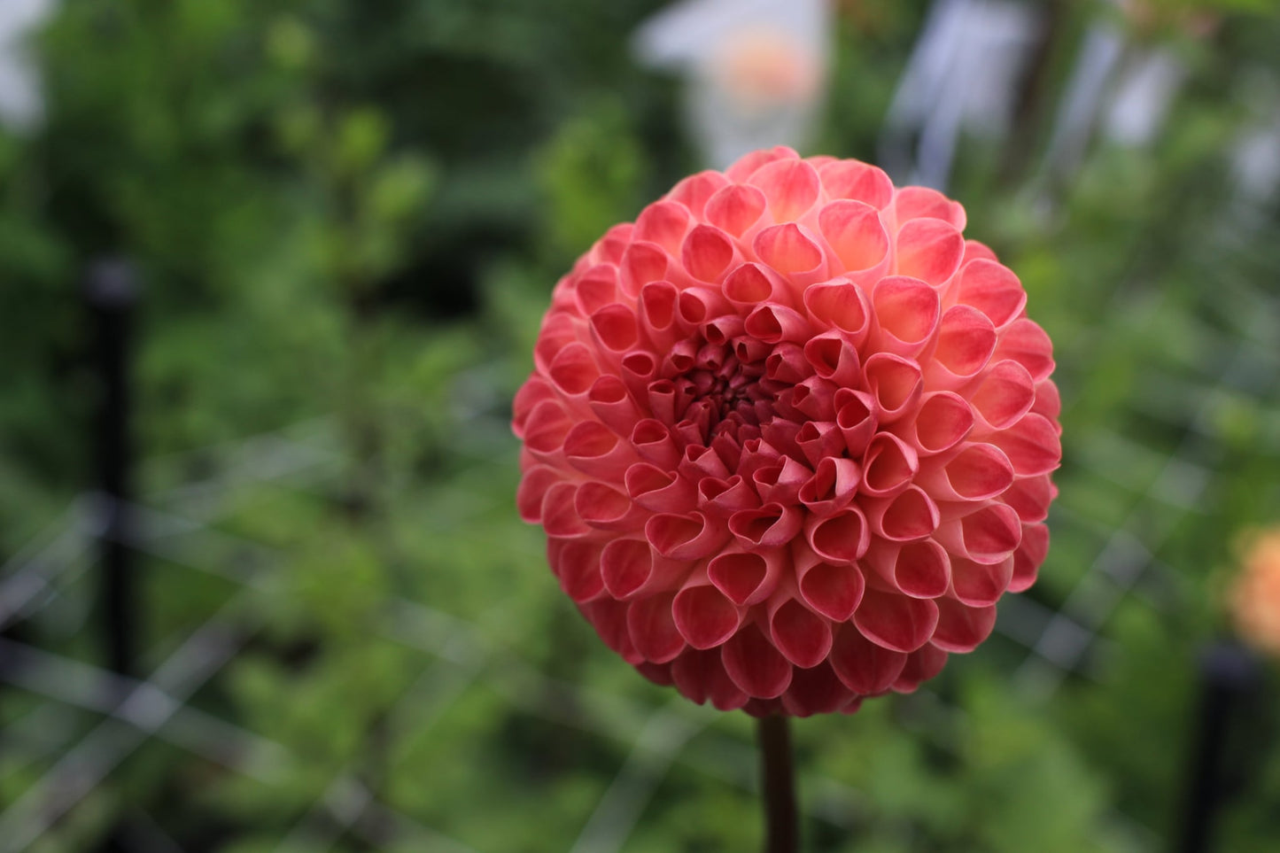 Newaukum Frank
