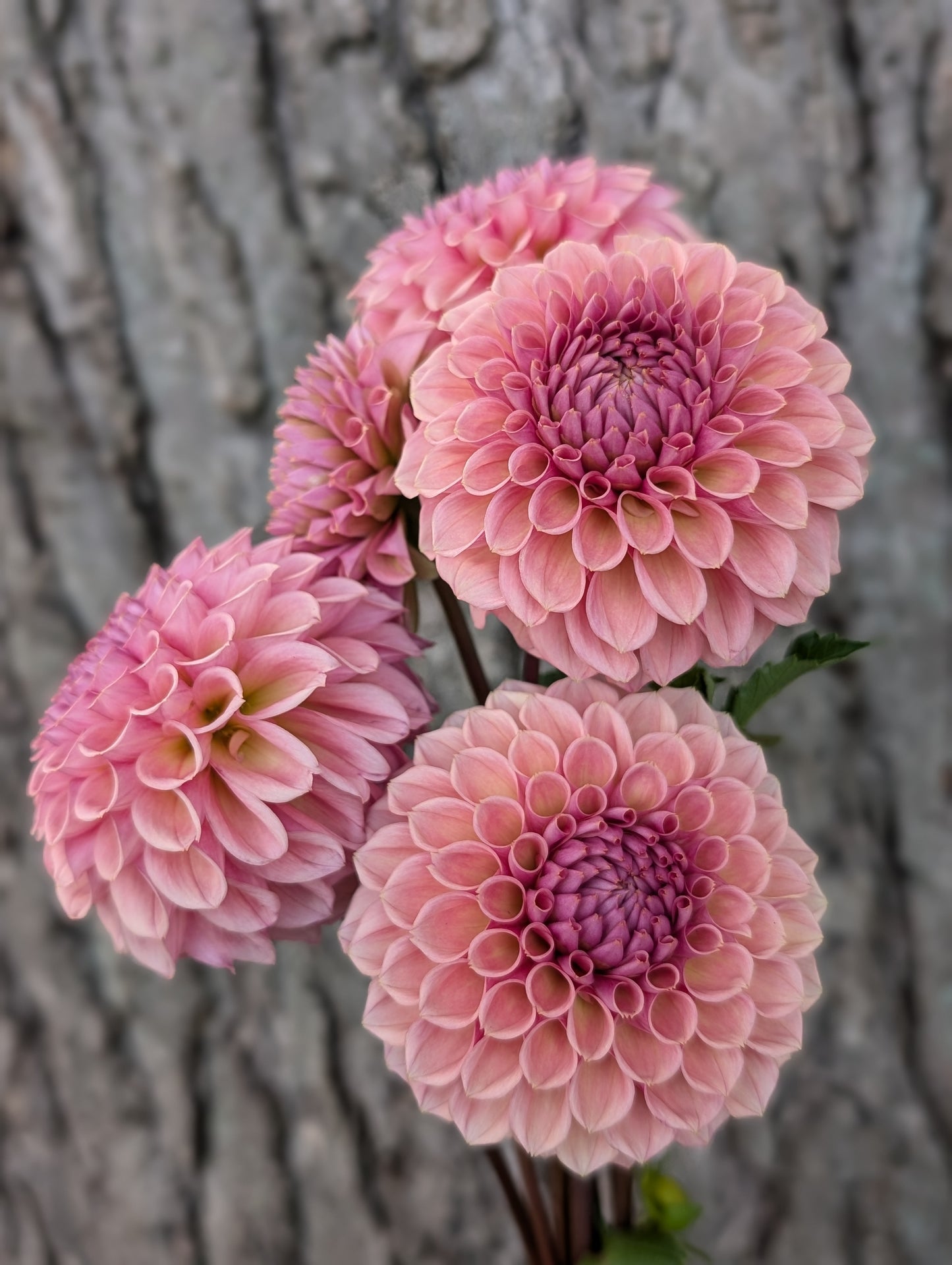 Bracken Rose (US Version)