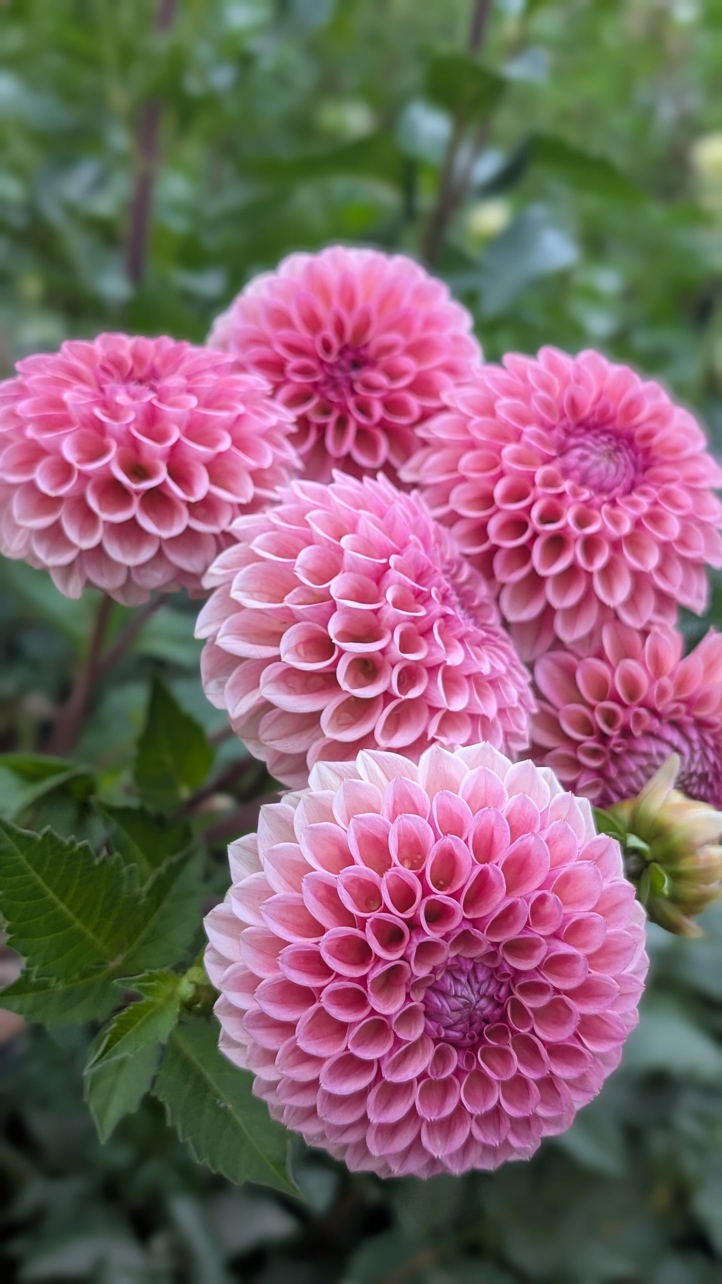 Bracken Rose (US Version)
