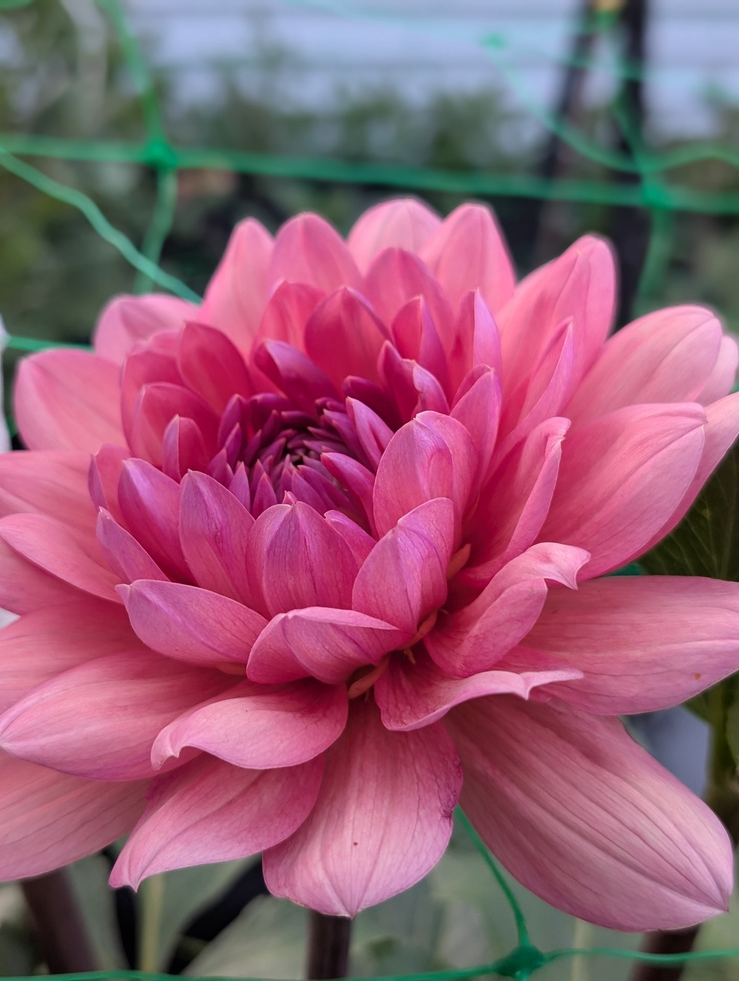 Chateau De La Bourdaisiere (Limit ONE)