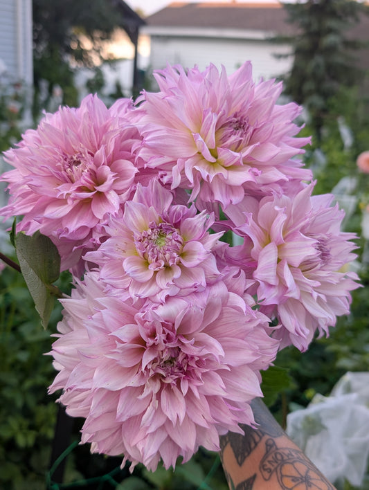 Lee's Sweet Tooth (Limit ONE)