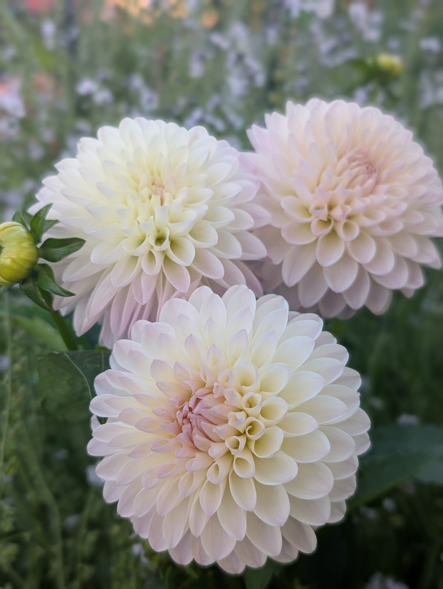 Tahoma Stellar Feller