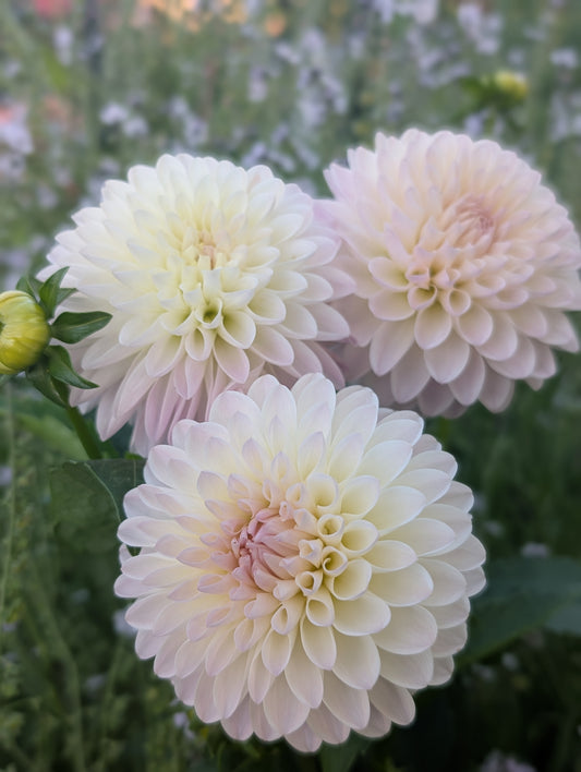 Tahoma Stellar Feller