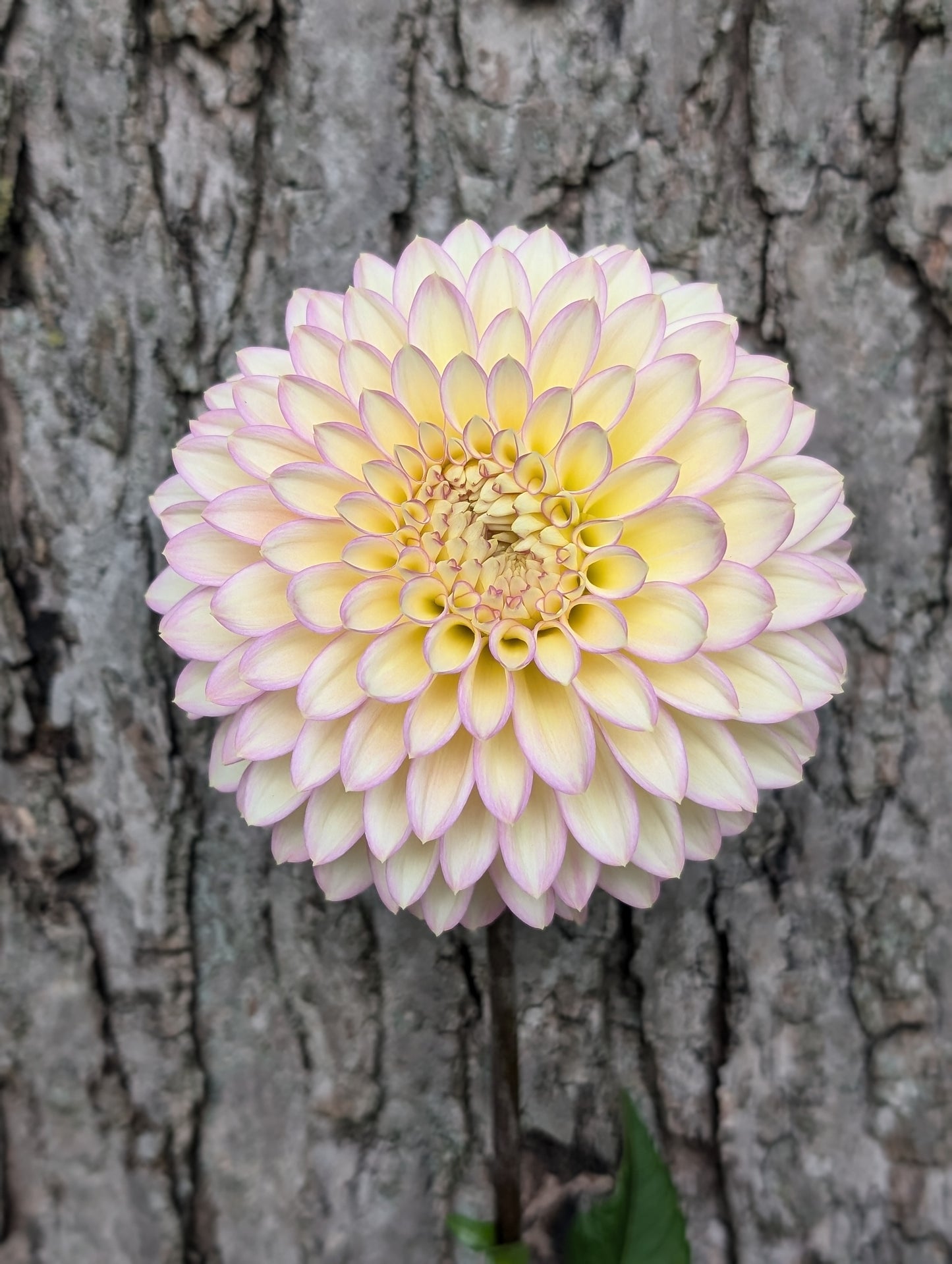 Bloomquist Blush