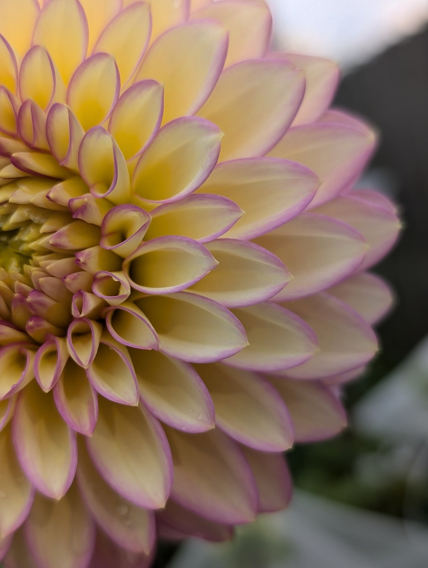 Bloomquist Blush