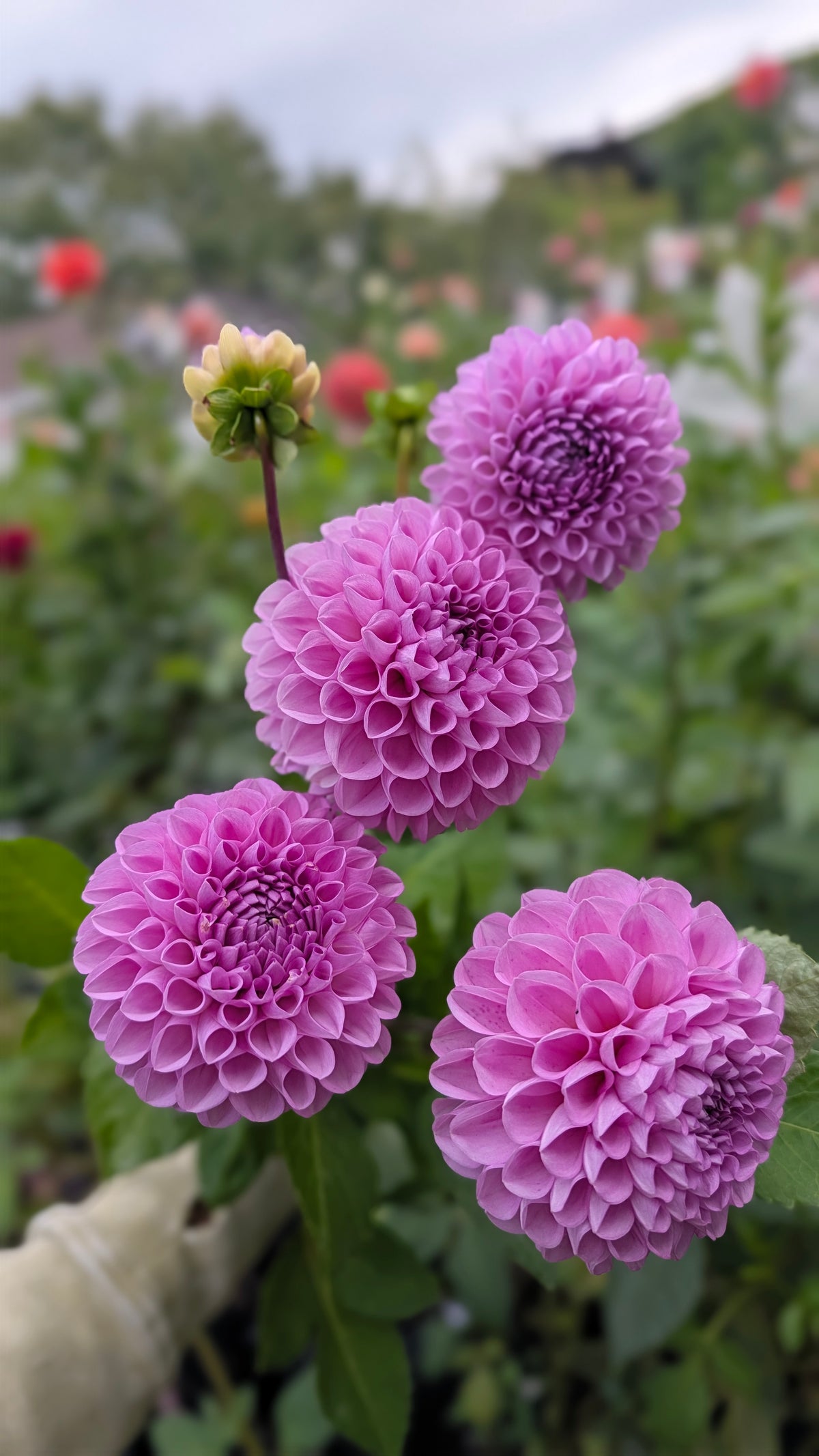 Idlewild Thistle Tuft