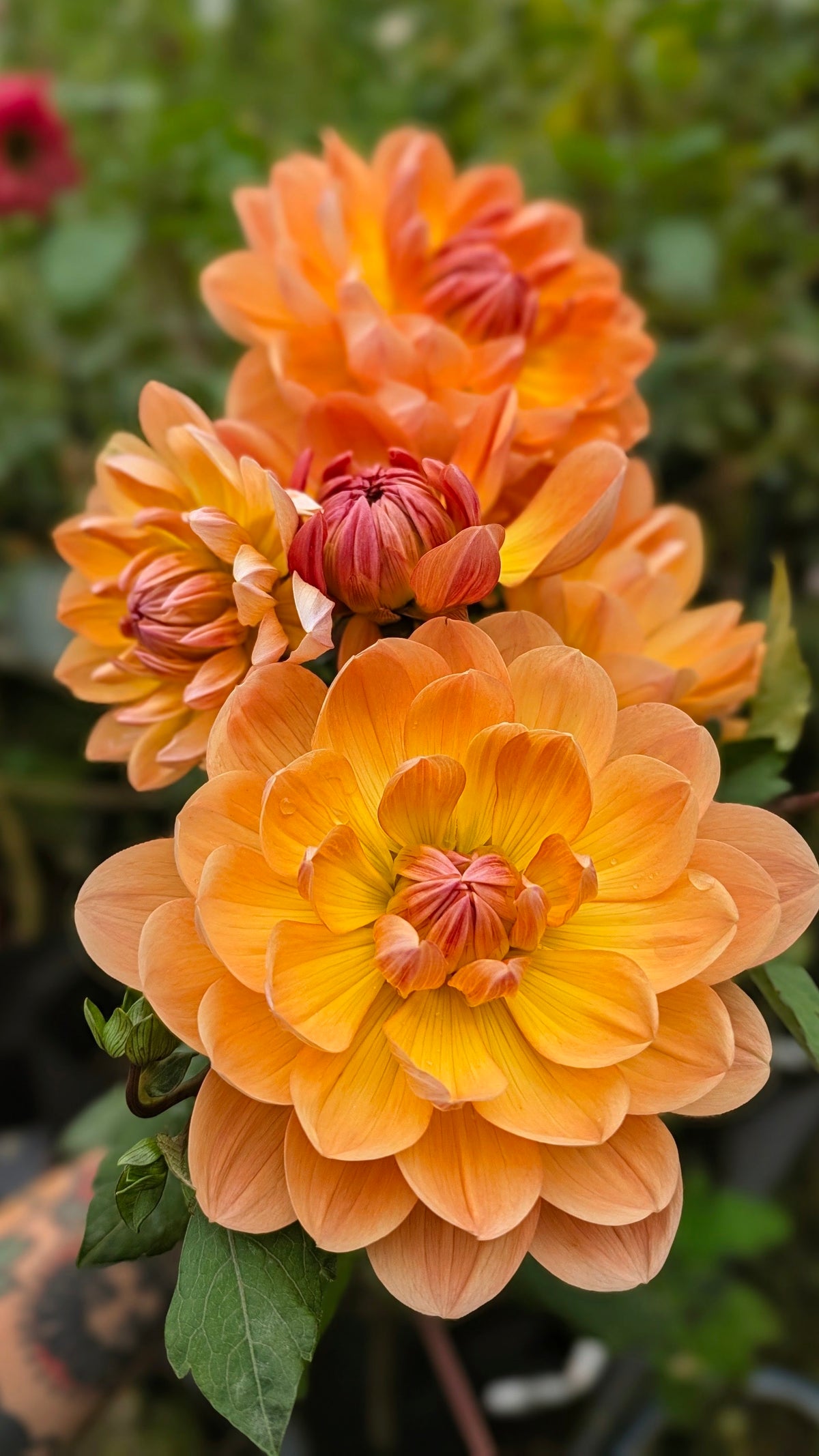 Hollyhill Honeygold