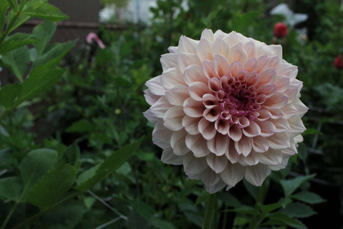 Pearl