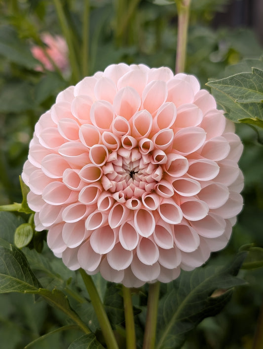 Lee's Kewpie (Limit ONE)