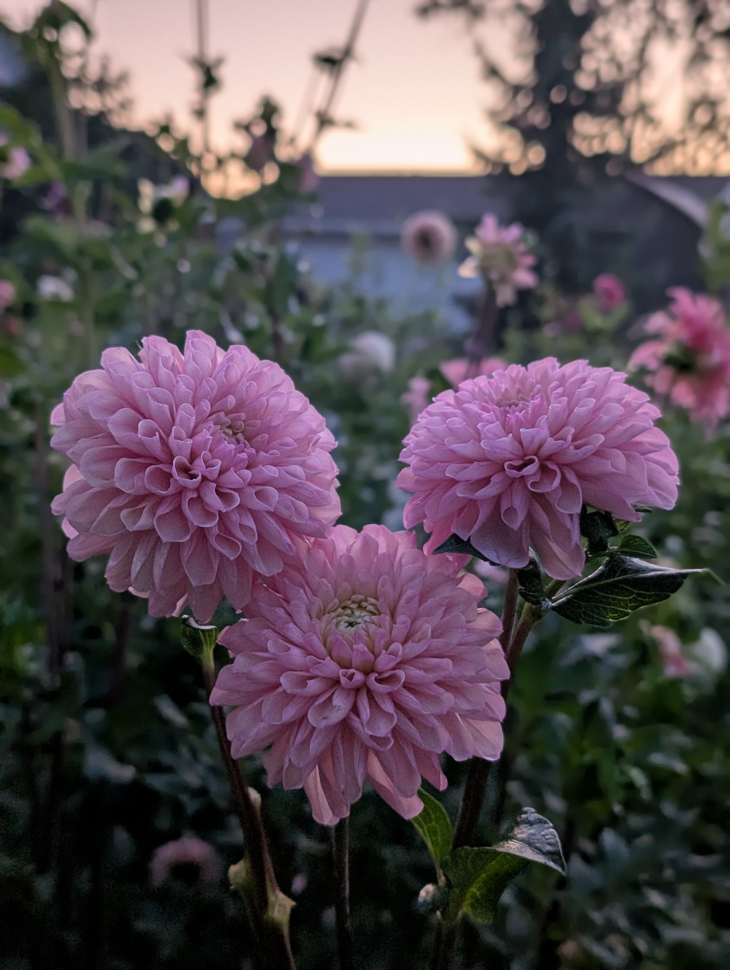 Levi's Revenant (Limit ONE)