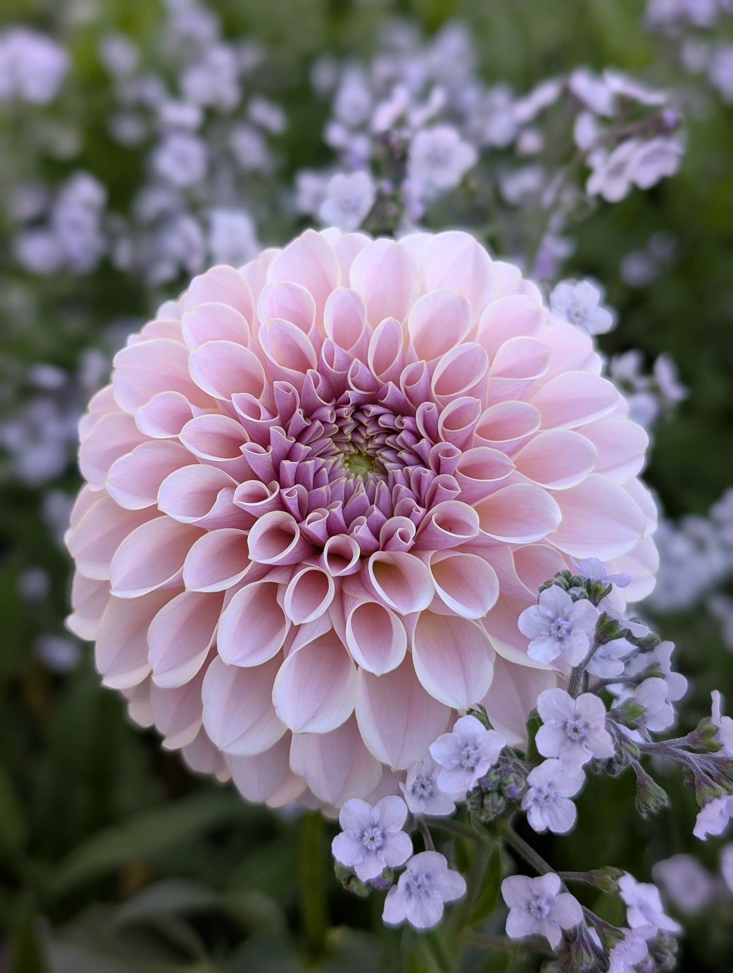 Cinder Rose (Limit ONE)