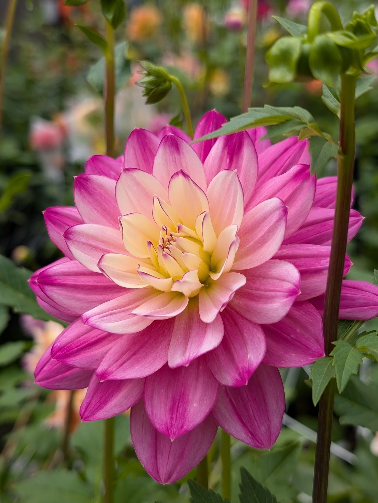 Hollyhill Pink Martini