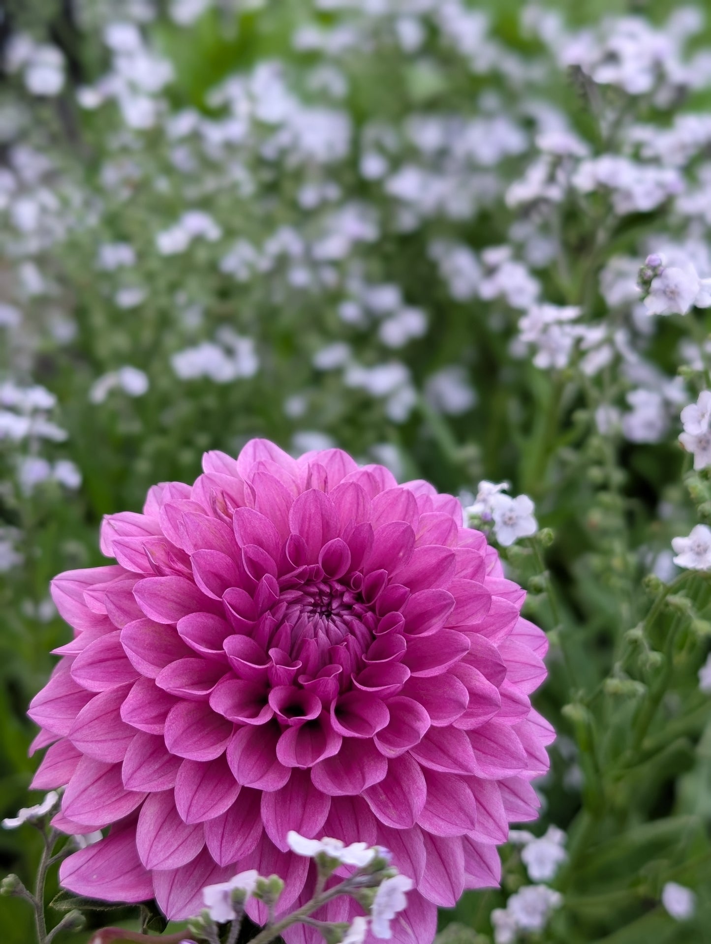 Lee's Flute Loop Lilac (LIMIT ONE)