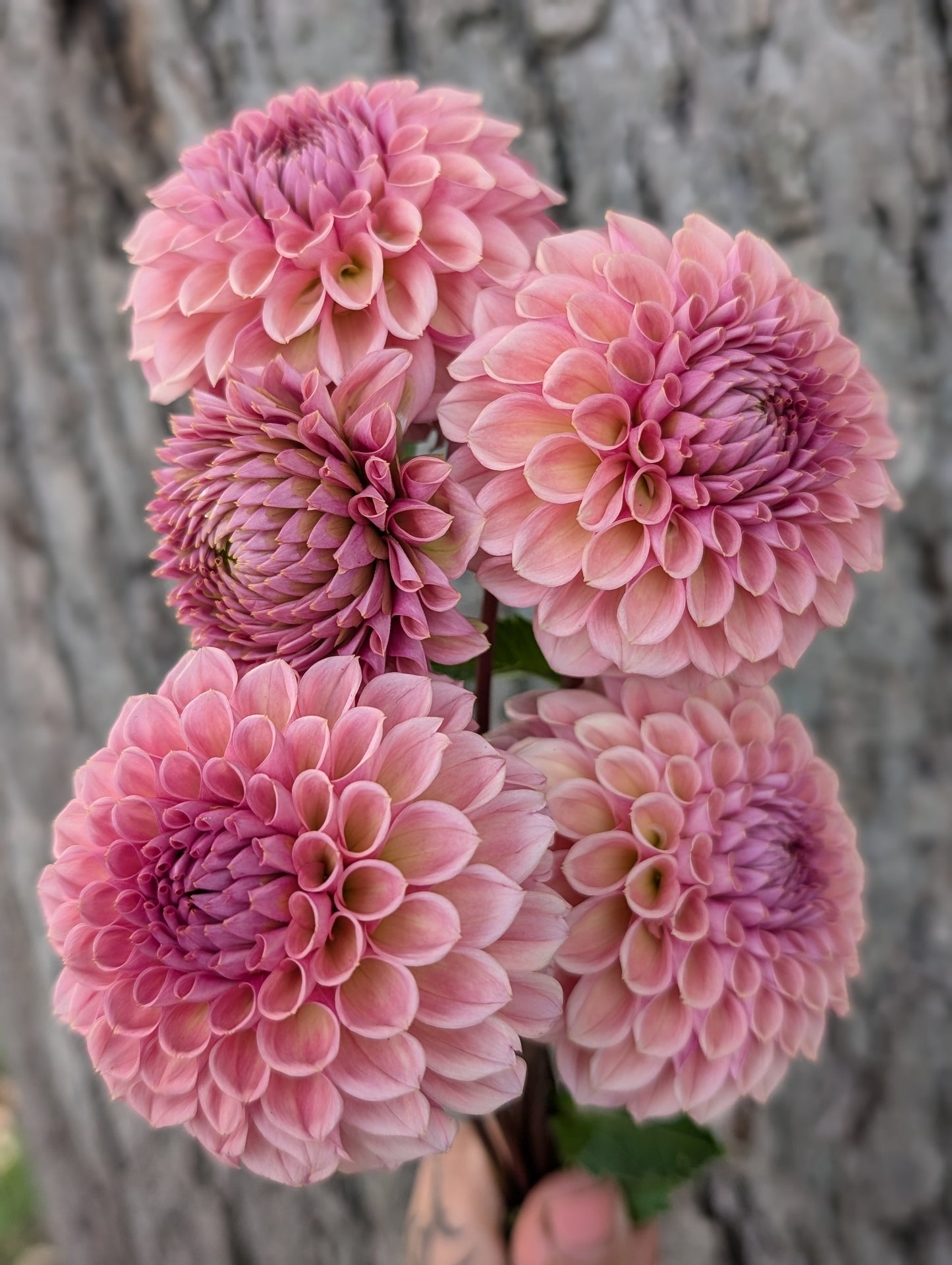 Bracken Rose (US Version)
