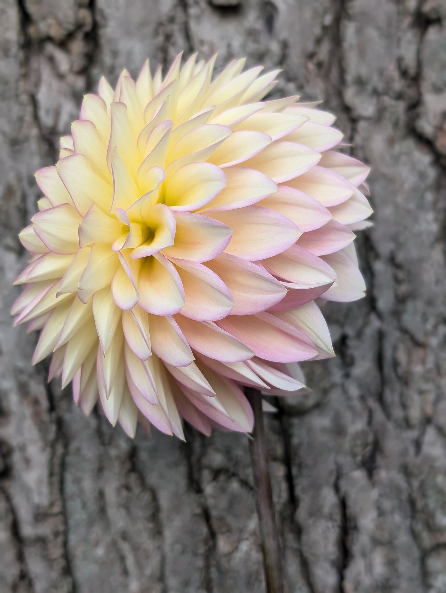 Bloomquist Blush